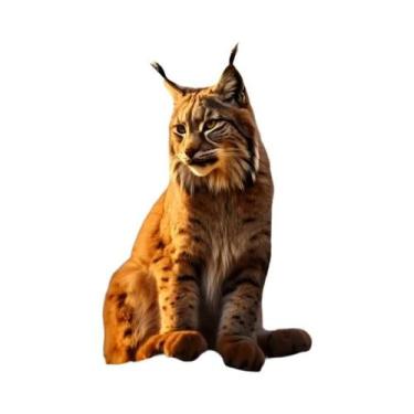 Imagem de Pintura Em Tela Sem Moldura Com Tema De Animal Lince Para Decoração De