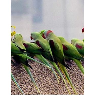 Imagem de Parrots Notebook