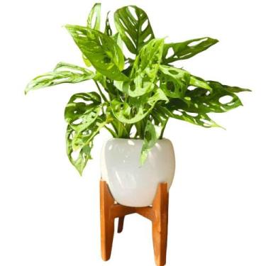 Imagem de Vaso Cachepot de Mesa 15cm Porcelana com Tripé de Madeira - Verde Gard