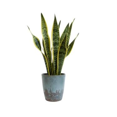 Imagem de LYTIO Peyton Plantador interno de pátina de cerâmica azul de diâmetro médio de 30 cm (CRM-090786)