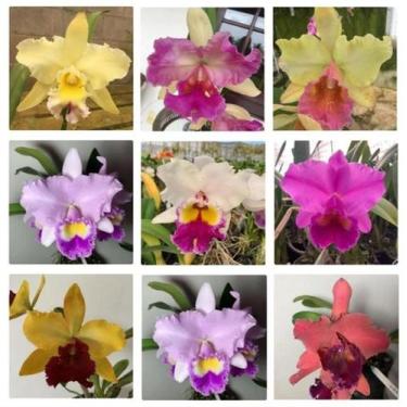 Imagem de Orquídea Cattleya Adulta sem Identificação - Jardim com Flores