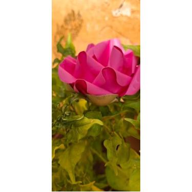 Imagem de Rosa (Fucsia)