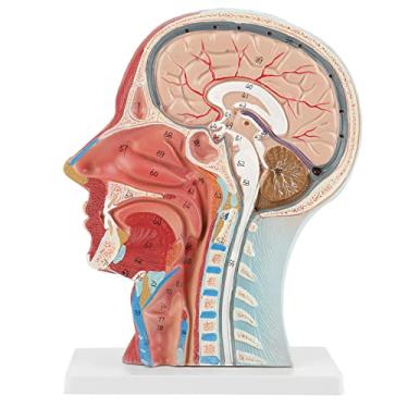 Imagem de Anatômico Médico Tamanho Real Cabeça Cérebro Pescoço Seção Mediana Modelo de Estudo Modelo Anatômico Médico Anatomia Cabeça Vascular 30 * 25 * 16