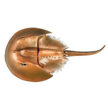 Imagem de Organismo marinho modelo animal de caranguejo-ferradura de a - Gloome 