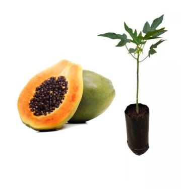Imagem de Muda de Mamão Papaia 20 a 40cm AMK - Plantas Online - Genérico