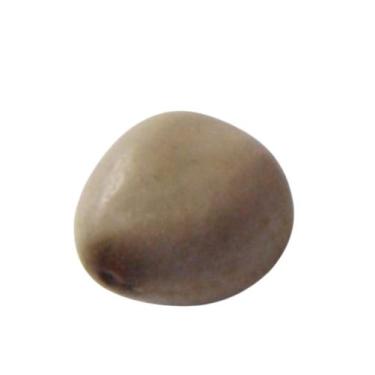 Imagem de Fava de Oxóssi  Caça  Abundância  Proteção Espiritual - Estrela Magia