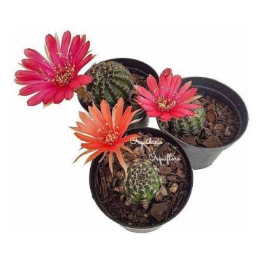 Imagem de Cacto Adulto Raro Cactus Lobivia Tiegeliana Cores Variadas - Orquiflor