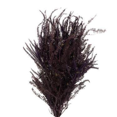 Imagem de Samambaia Três Andares Roxo Desidratado - Tem Flores
