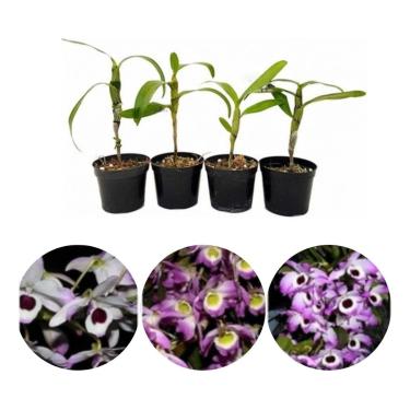Imagem de Kit 4 Mudas Dendrobium Híbridos Planta Pré Adulta