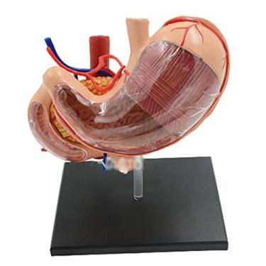 Imagem de Modelo Modelo de Ensino Modelo de Estômago 4D Modelo de Anatomia dos Órgãos do Sistema Digestivo Estrutura do Estômago Pâncreas Duodeno C/ 12 Partes Removíveis Para ensinar