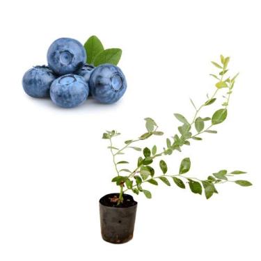 Imagem de Muda de Mirtilo Bilox 20 a 40cm AMK - Plantas Online - AMK Jardinagem 