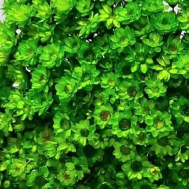 Imagem de Sempre vivas COLORIDAS EXTRA, kit com 3.000 flores secas desidratadas para casamento (VERDE CLARO)