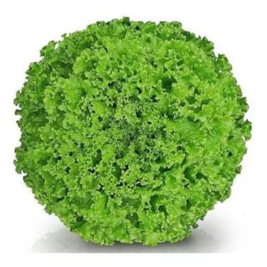 Imagem de Semente De Alface Crespa Vanda 100g - sakata