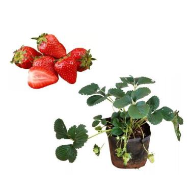 Imagem de Muda de Morango 20 a 40cm AMK - Plantas Online - AMK Jardinagem e Pais