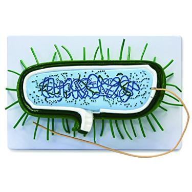 Imagem de Vision Scientific Modelo Bacteriano Vaa504, Ampliado 10000X, Célula De Bactéria Procariótica, Mostra Parede Celular, Membrana Citoplasmática, Citoplasma, Nucleoide, Ribossomos, Pili E Flagelos, Manu