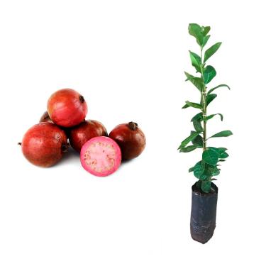 Imagem de AMK Jardinagem e Paisagismo, Muda de Araçá Roxa 20 a 40cm AMK - Plantas Online