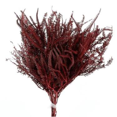 Imagem de Samambaia Três Andares Vermelha Desidratado - Tem Flores