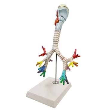 Imagem de ULPYO Modelo de laringe humana e árvore brônquica traqueal modelo anatômico laríngeo broncoscopia pulmonar para modelos de pesquisa