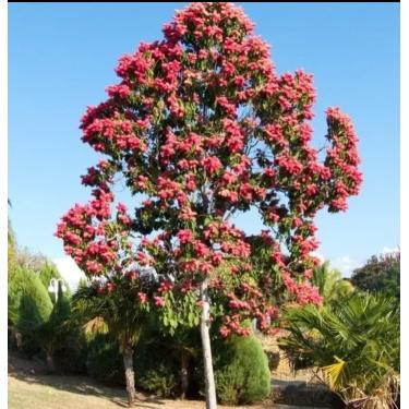 Imagem de Sementes de Pau Formiga Taxi, Árvore Tropical de Flores Vermelhas, 100g