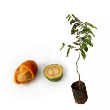 Imagem de Muda de Oiti 50 a 80cm AMK - Plantas Online - AMK Jardinagem e Paisagi