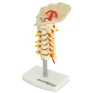 Imagem de Anatômico Coluna Vertebral Cervical TGD-0142-A em Resina
