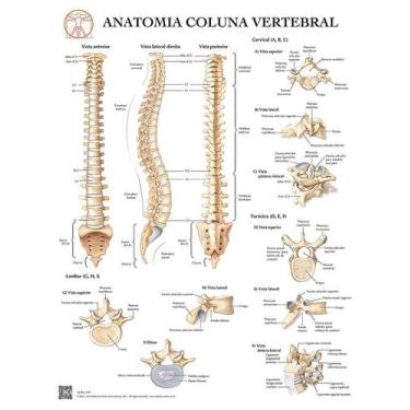 Imagem de Pôster Anatomia Detalhada da Coluna Vertebral - Body Scientific