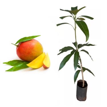 Imagem de Genérico, Muda de Manga Tommy 50 a 80cm AMK - Plantas Online