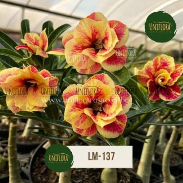 Imagem de ENXERTO Rosa do deserto AMARELA DOBRADA FLORESCE INTENSAMENTE LM137 - 