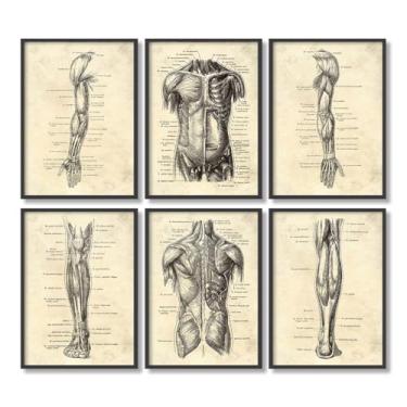 Imagem de Conjunto de 6 pôsteres de pintura em tela de músculo de órgão esqueleto impressões vintage anatomia do corpo humano arte fotos de parede médica decoração de sala de clínica (SKU1-6PCS, 12 x 18