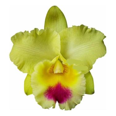 Imagem de Muda Orquídea Cattleya Blc. Goldenzelle Flor Amarela
