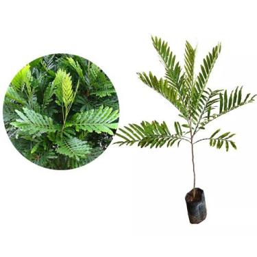Imagem de Muda de Samambaia Altura de 0,10 cm a 0,30 cm - Plantas