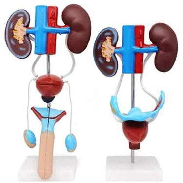 Imagem de EHVYBDX Modelo de anatomia renal - Modelo de anatomia de órgão humano Modelo de sistema urogenital - Material de PVC Modelo de ensino tridimensional da estrutura vesicoureteral - para ensino de estudo