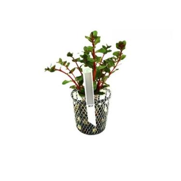 Imagem de Planta Rotala Sp. H Ra - Chácara Takeyoshi