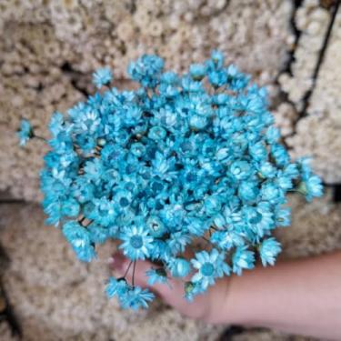 Imagem de Kit 1.600 Flores Sempre-Vivas Tipo 1 Extra | Flores Secas Naturais p/ Decoração, Arranjos e Presentes | Buquês Premium | Oferta Especial(Azul Claro)