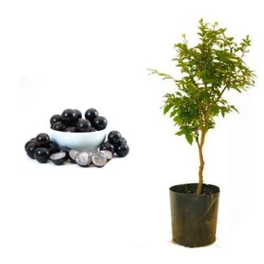 Imagem de Muda de Jabuticaba Olho de Boi 20 a 40cm AMK - Plantas Online - Genéri
