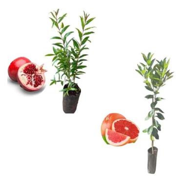 Imagem de Kit 2 Mudas - 1 Romã Americana + 1 Laranja Sanguinea - AMK - Jardinage