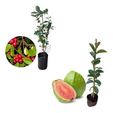 Imagem de Kit 2 Mudas - 1 Araçá Vermelho + 1 Goiaba Tailandesa - AMK - Jardinage