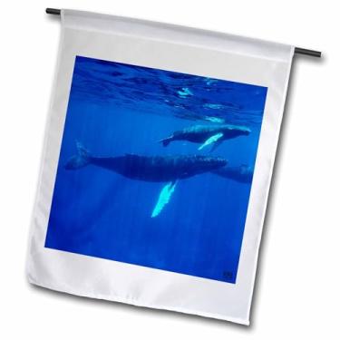 Imagem de 3dRose fl_10692_1 Baleias jubarte do Atlântico Norte migram do sul para os bancos de prata para raçar e ter suas panturrilhas Bandeira de jardim, 30 x 45 cm