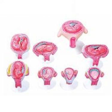 Imagem de Gravidez Embrionário em 8 Fases Modelo Anatomia