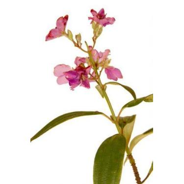 Imagem de Muda de Quaresmeira Altura de 0,40 cm a 0,80 cm - Plantas