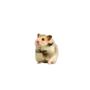 Imagem de Protetor De Gaiola Para Hamsters Absorvente 5 Un G 90X100Cm