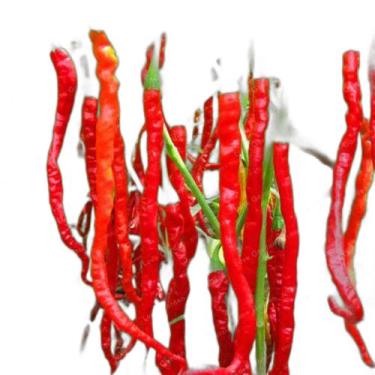 Imagem de Semente Hortaliça/Verdura/Especiaria monte seu kit personalizado - Alp