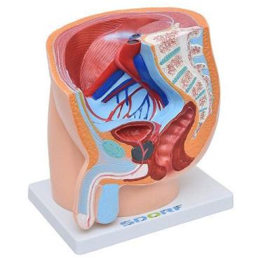 Imagem de Pelve Masculina Em Secção 1 Parte, Anatomia