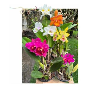 Imagem de Kit 6 Orquideas Catleya Com Flor Variadas - docel@r