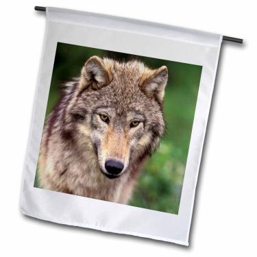 Imagem de 3dRose fl_92147_1 Bandeira de jardim, 30 x 45 cm, América do Norte, EUA, Montana Wolf Wildlife-US27 TVE0006-Tom Vezo