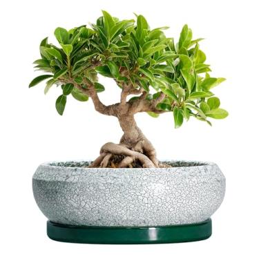 Imagem de EPFamily Vasos de bonsai de cerâmica, vaso de 20 cm com orifícios de drenagem e pires, verde escuro