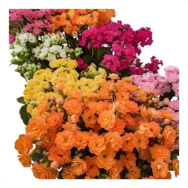 Imagem de Planta Kalanchoe Calandiva Flor-da-fortuna Cor Surpresa