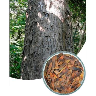 Imagem de 100 Sementes De Jacarandá Da Bahia (dalbergia Nigra) arvores nativas