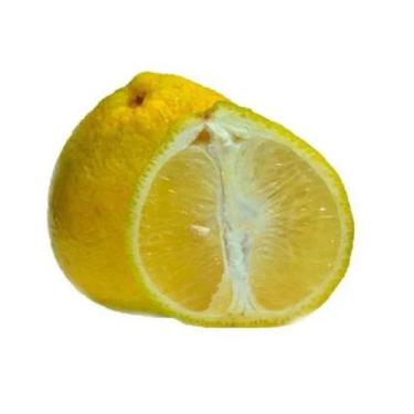 Imagem de Muda Frutífera de Tangerina Champagne Enxertada - AgroJardim
