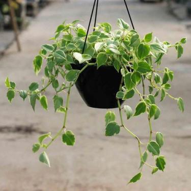 Imagem de Peperomia filodendro - Green house bonsai 